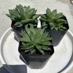 Haworthia cymbiformis Shade Succulent 4-inch Pot