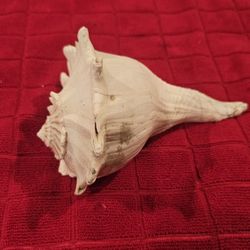 Conch Seashell 7"