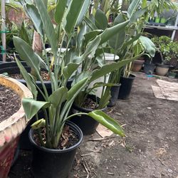 Birds Of Paradise