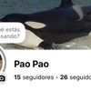 Pao