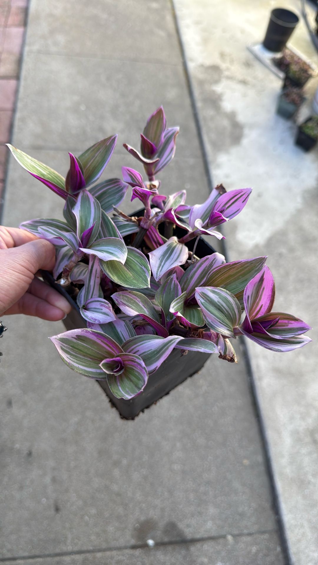 Tradescantia Nanouk Plant Succulent Plants 6” Pot