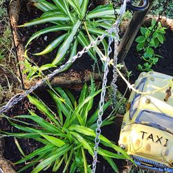 Hanging Spider Plants