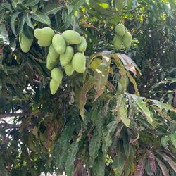 bendo planta de mango $70  mango corriente 