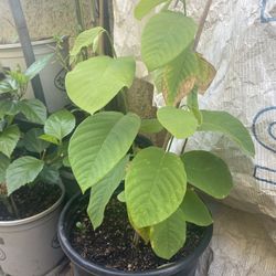 Plantas Dé  Chirimoya Disposable 3 