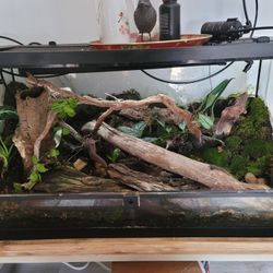 Large Bio Active Terrarium