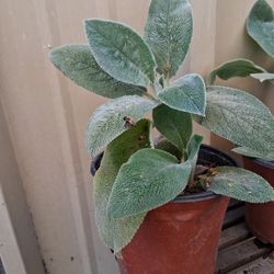 Lambs ear plan