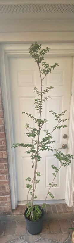 Crape Myrtle