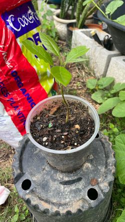 Avocado Tree