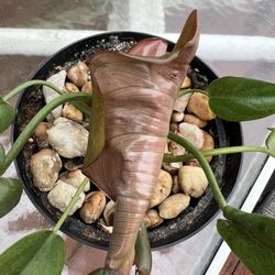 Healthy BLUSHING Philodendron- Rare Imperial Red Variety 