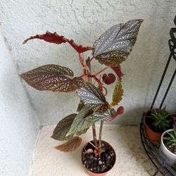 Begonia  plant
