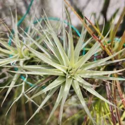 Tillandsia Airplants 5 plants