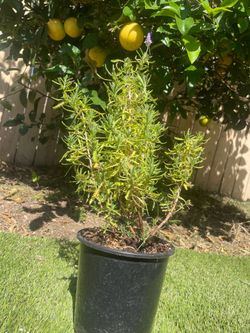 Lavender plant