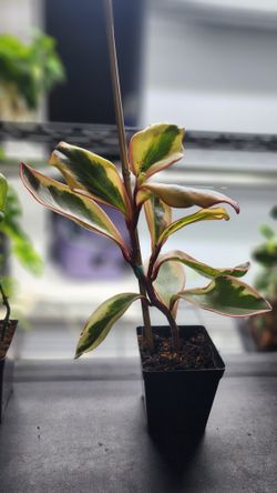 Plant - Peperomia