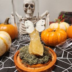 Taxidermy/Entomology Butterfly 