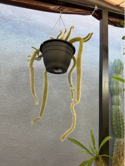 Monkey tail cactus