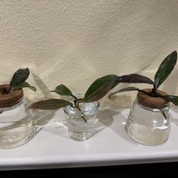 hoya pubicalyx royal hawaiian purple rooted cuttings, 4-leaf cuttings, 3 available