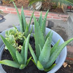 ALOE VERA PLANTS