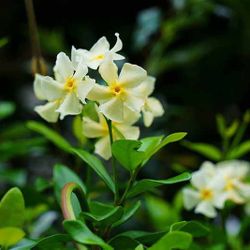 Asiatic Star  Jasmine Starter Plants 