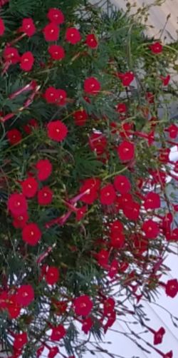 Red cardinal Vine seeds