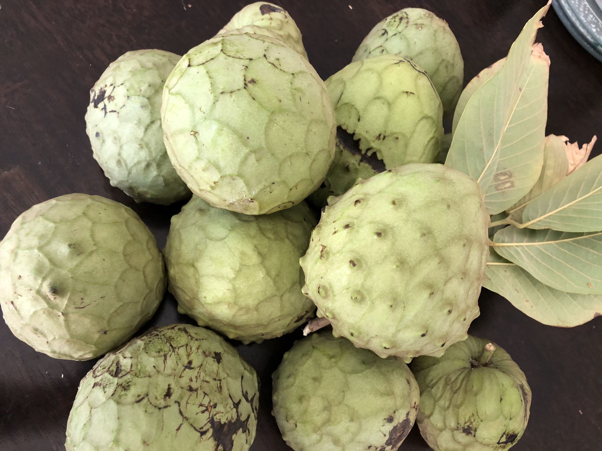 Cherimoya tree