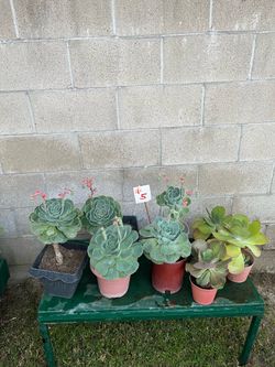 Echeveria and Kalanchoe Succulents