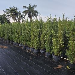 clusias podocarpus  Only  instant privacy  Hedge  for fences 