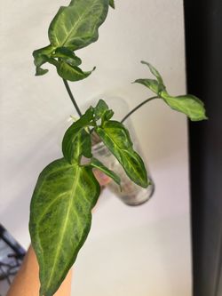Plants