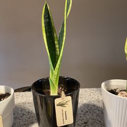 Snake Plant