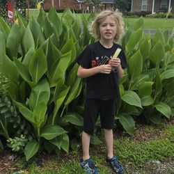 Canna Lillies $15