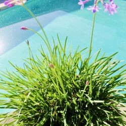 A Big Pot Of Blooming Plant (Tulbaghia violacea) 