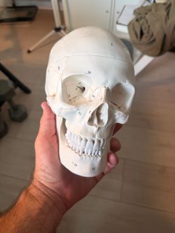 Articulated Human Skull Anatomy Model – Numbered Bones – Great for Halloween