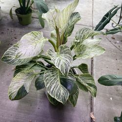 8” Tall Birkin Philodendron 