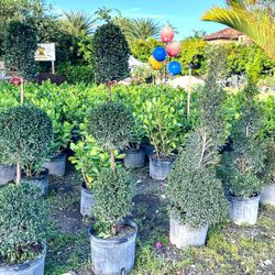Eugenia Topiary FROM $55.00 🏡