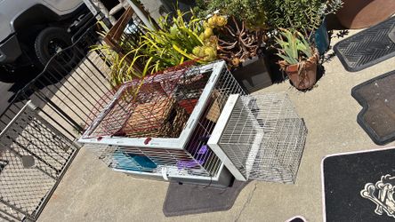 Guinea pig habitat everything