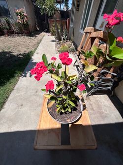 Planta Corona de cristo