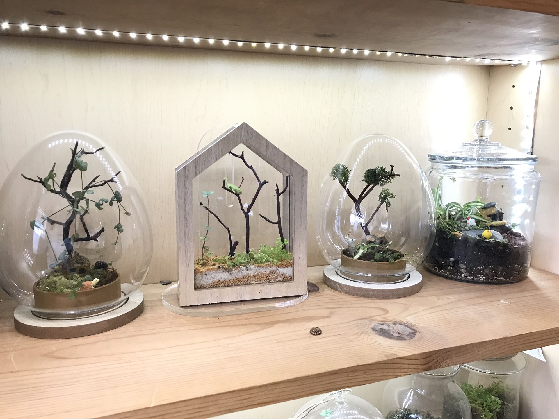 Vases & Terrarium & Plants