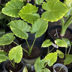 Small Elephant Ears (alocasia)