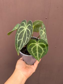 5” anthurium Clarinervium