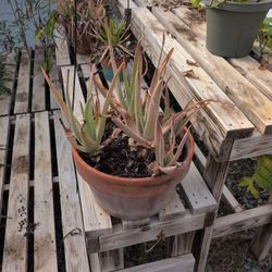 Aloe Vera