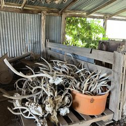 Tons Of Deer Antlers And Skulls