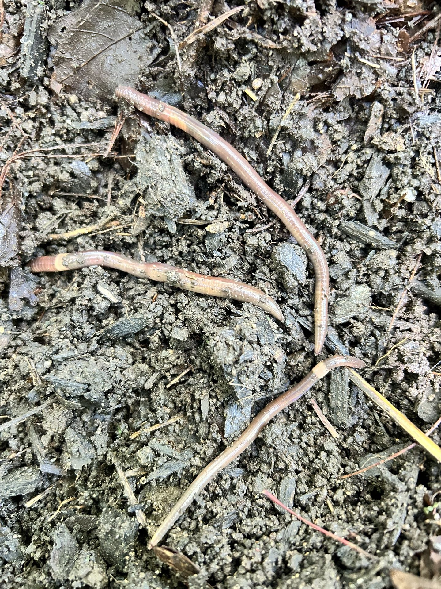 Composting Worms