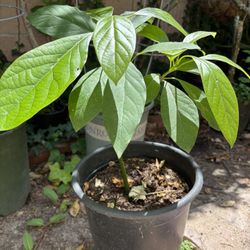 Avocado Tree