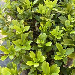 20 Bare Root Pachysandra Plants— Ready to Plant