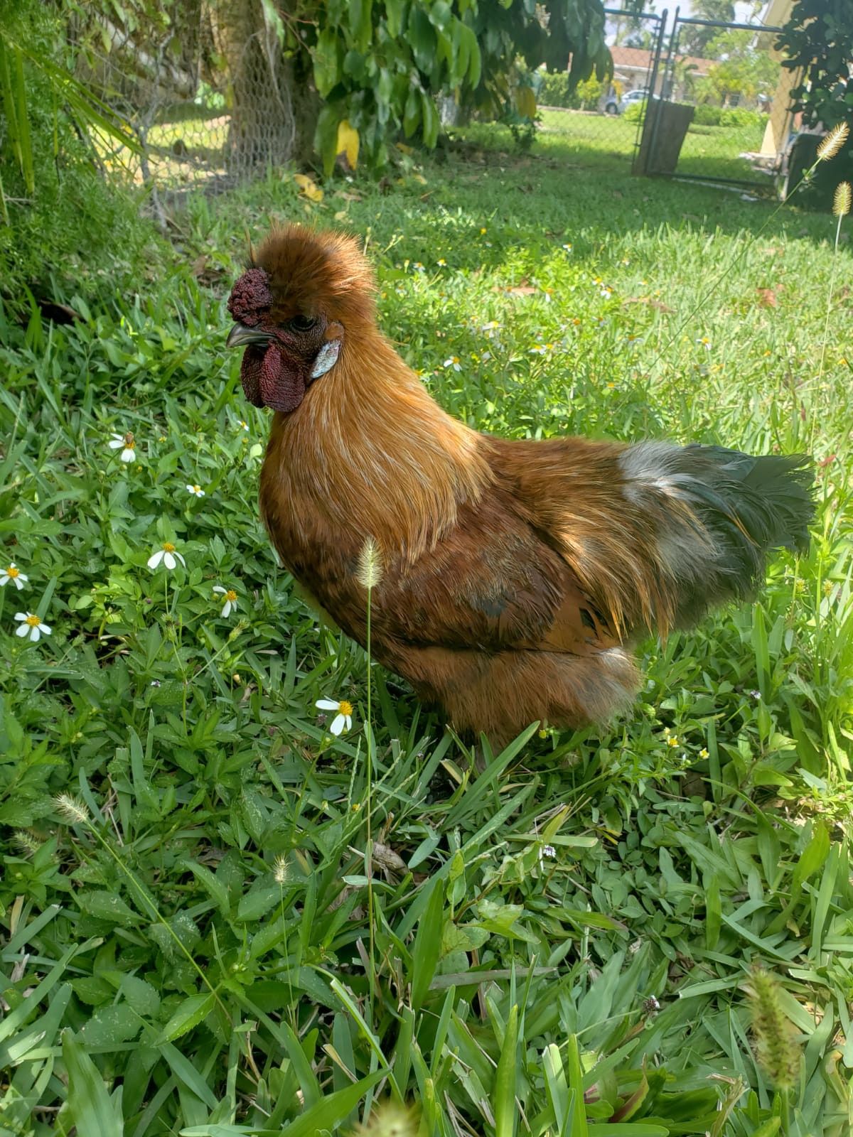 Silkie chickens