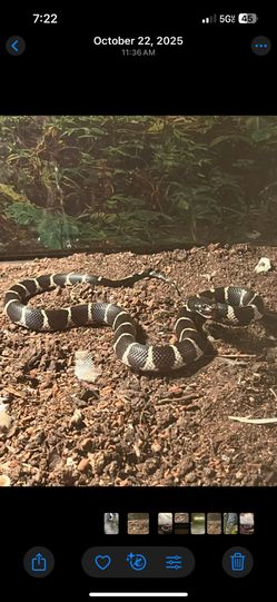 Snake cage