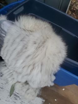 Blue fox coat
