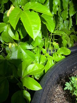 Passion fruit tree