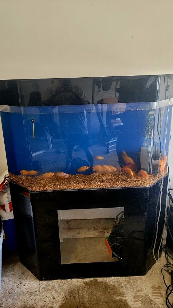 fish tank aquarium