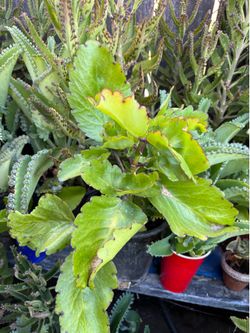 Madre de miles o Kalanchoe
