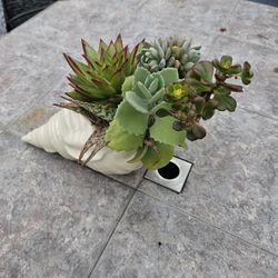 Succulent Shell Plant 